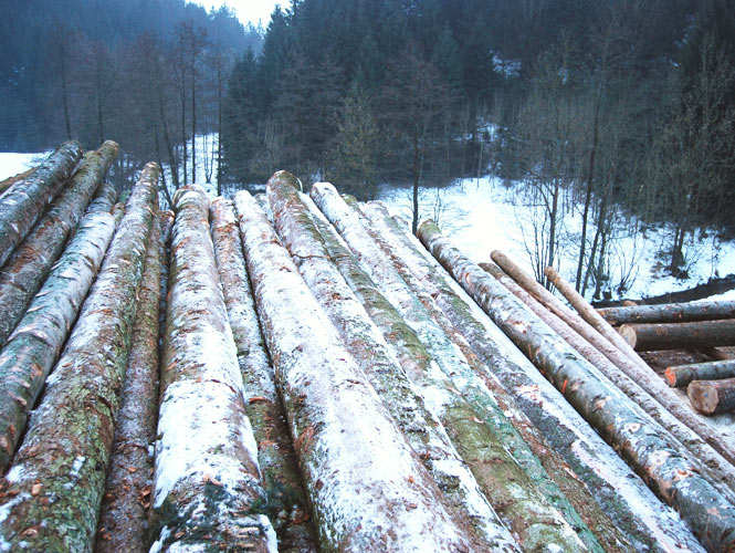 Staemme Naturstammhaus
